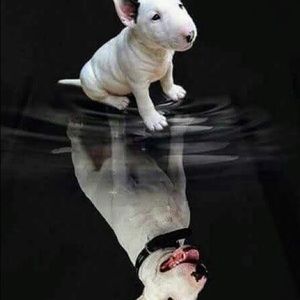 Meet your Posher, Ron